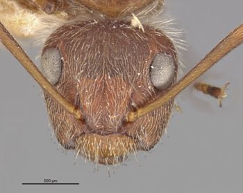 Media type: image;   Entomology 22952 Aspect: head frontal view